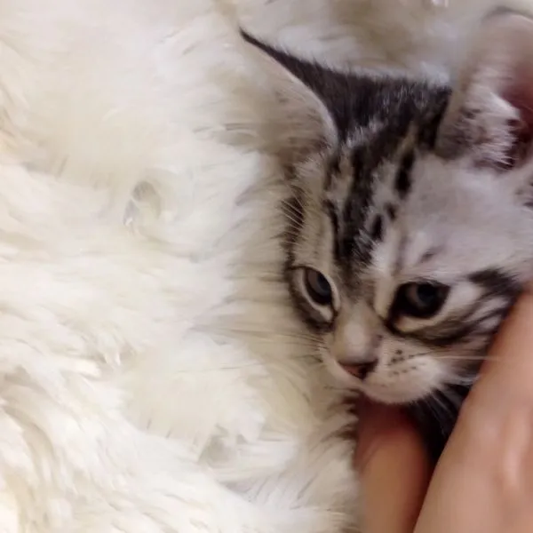 ID:1503-00004の子猫