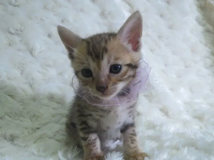 ID:1410-00209の子猫