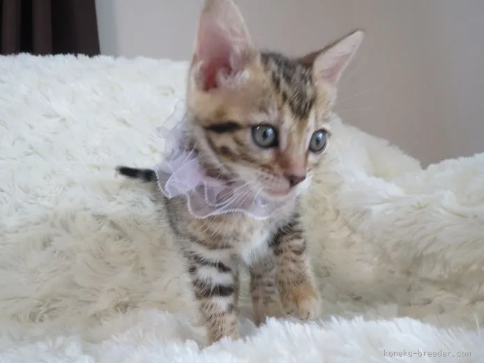 ID:1508-00225の子猫
