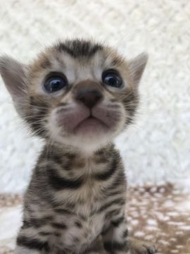 ベンガル【埼玉県・女の子・2018年3月30日・ブラックスポテットタビー】の写真「可愛いベンガルちゃん」