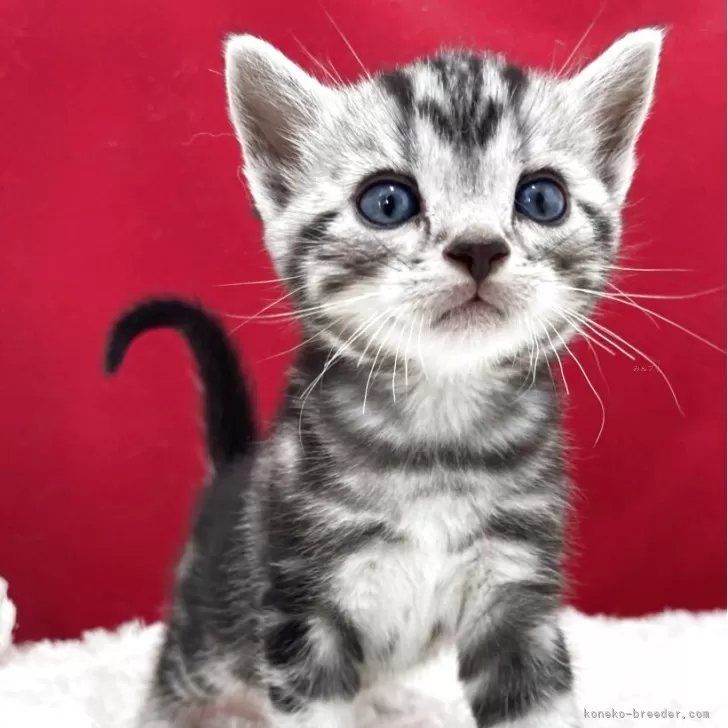 プリン 様のお迎えした子猫