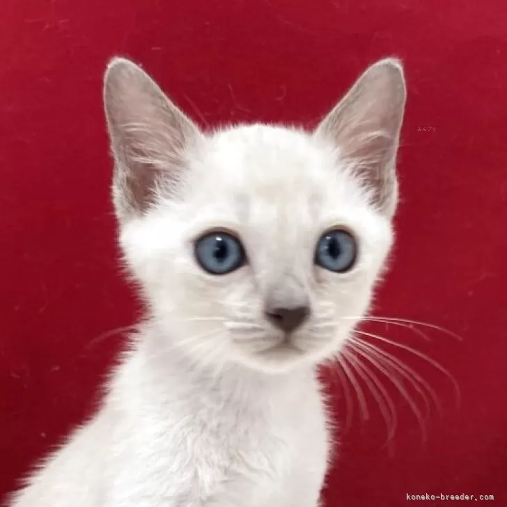 まりたん 様のお迎えした子猫