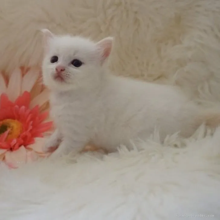 ID:2310-00674の子猫