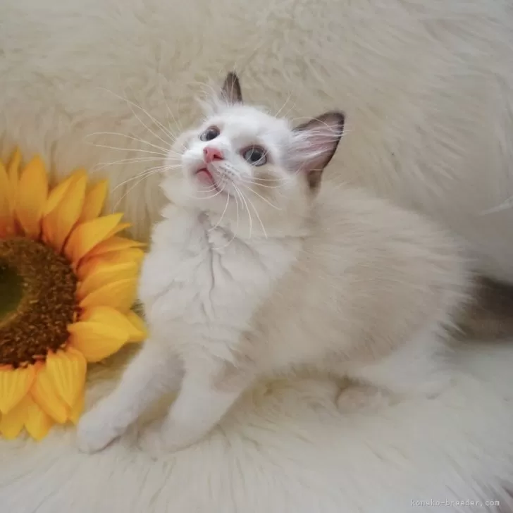 ID:2404-03357の子猫