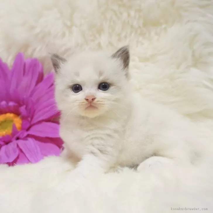 ID:2404-03358の子猫