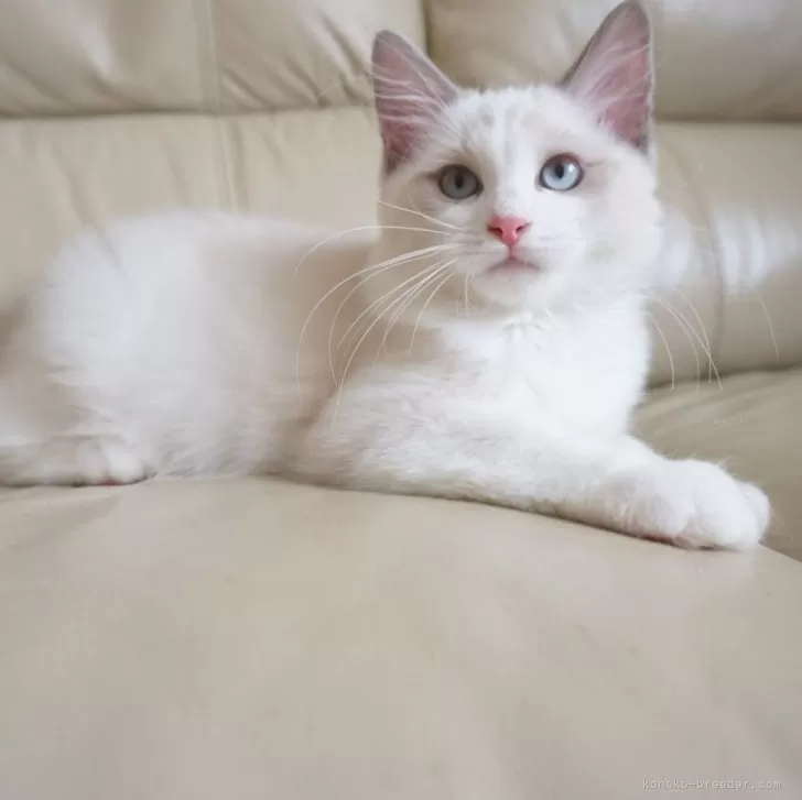 ID:2404-03361の子猫