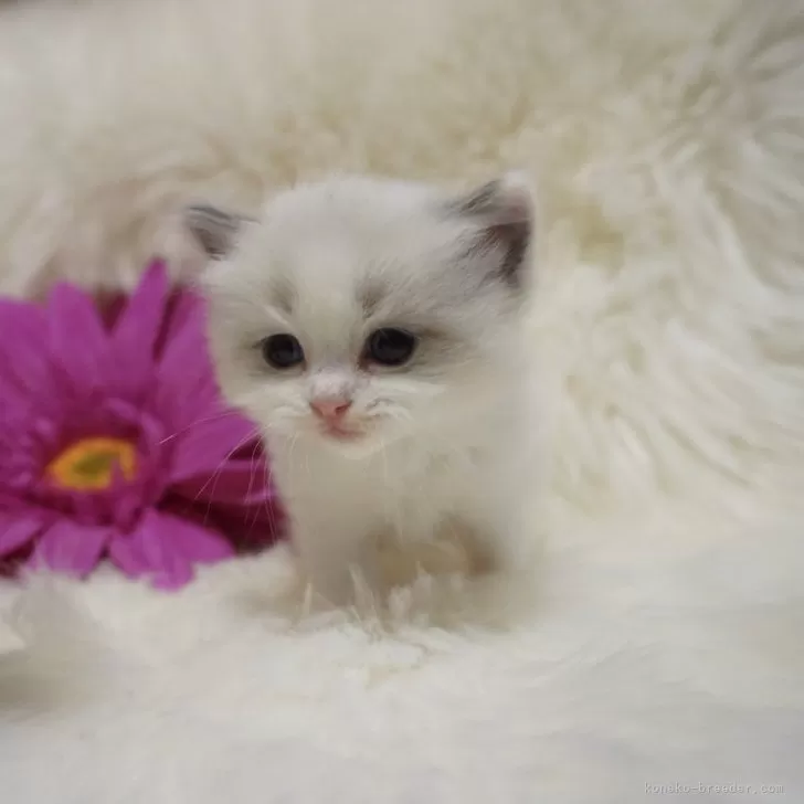 ID:2403-01559の子猫