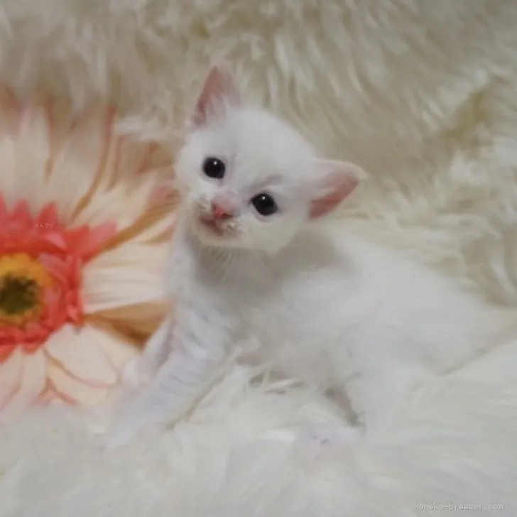 ID:2310-01497の子猫