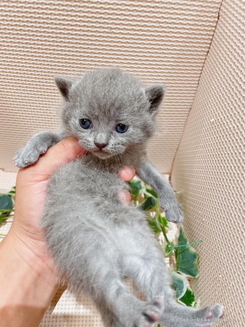 ブリティッシュショートヘア 栃木県 男の子 21年6月日 ブルー 甘えん坊の可愛い お顔 みんなの子猫ブリーダー 子猫id 2107