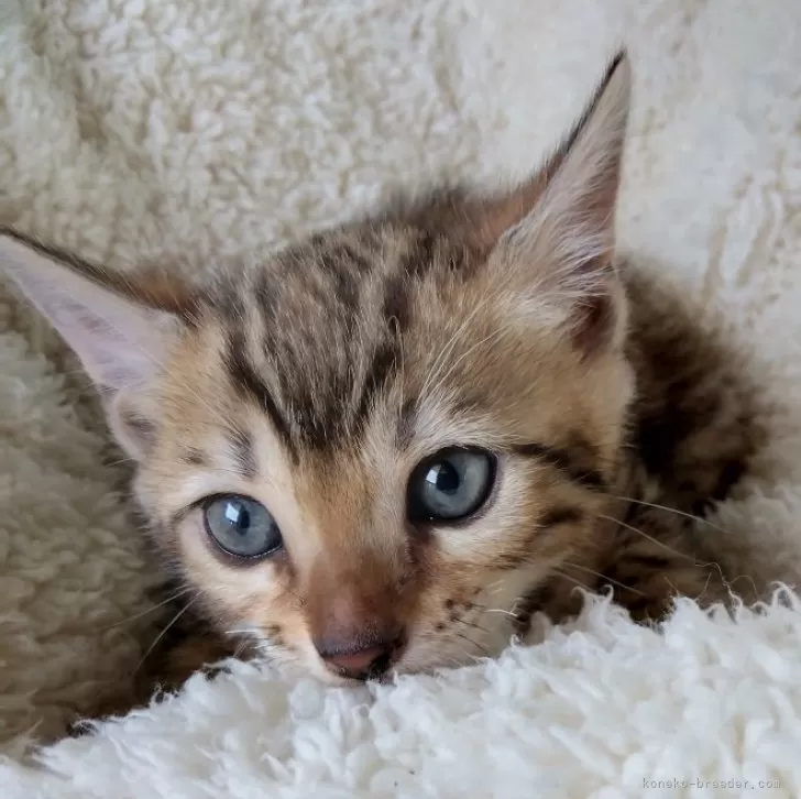 ID:2407-02261の子猫