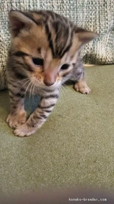ID:2103-00513の子猫