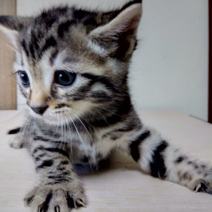 A.N 様のお迎えした子猫