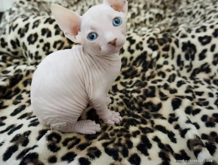 ID:1809-00235の子猫