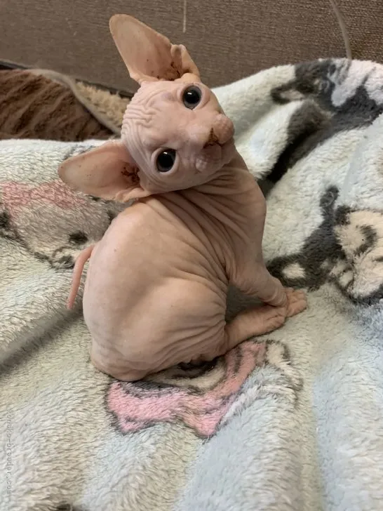 ID:2006-01944の子猫