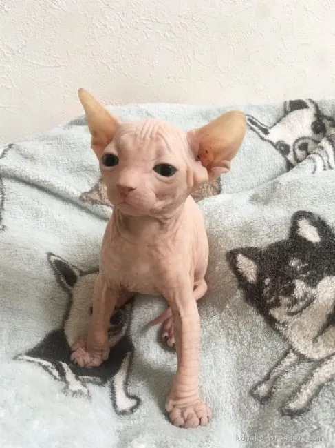 ID:1710-00775の子猫
