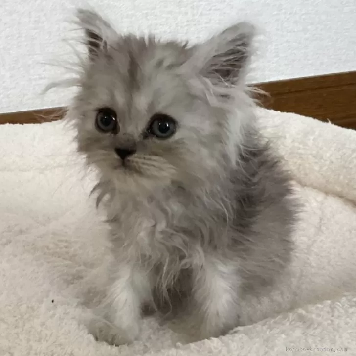 ID:2405-00020の子猫