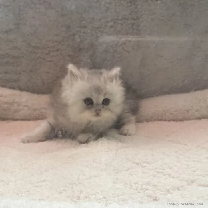 ID:2311-01031の子猫