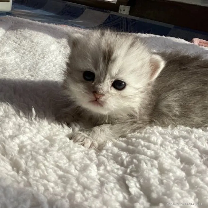 ID:2304-01203の子猫
