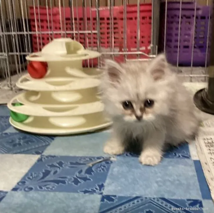 ID:2312-01001の子猫