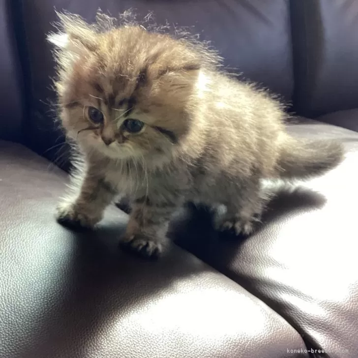 ID:2412-01743の子猫