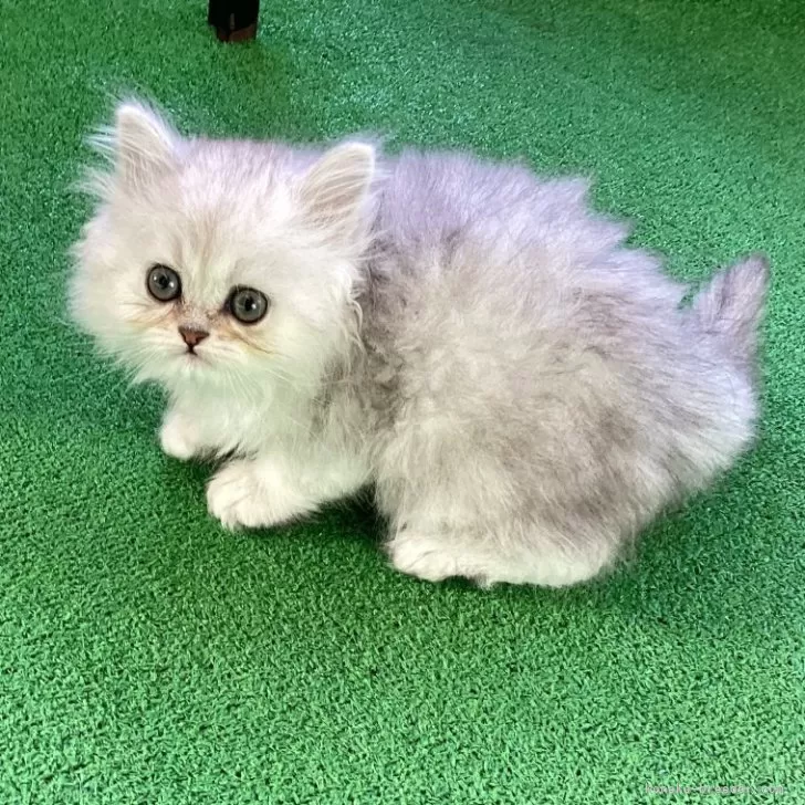 ID:2412-01727の子猫