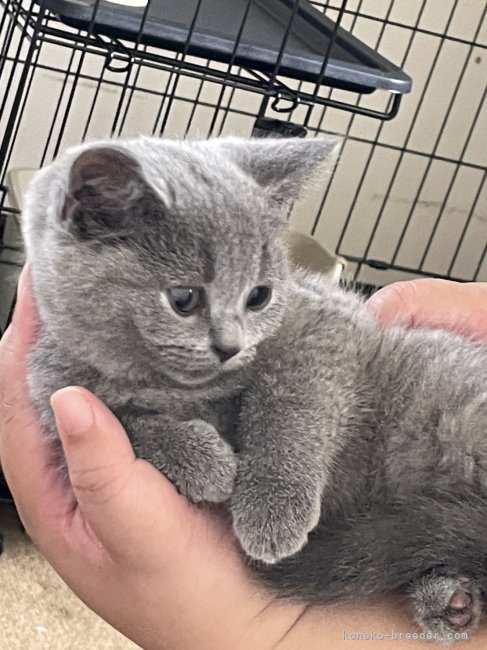 親猫　ブリティッシュのSugarちゃん｜前本　優希(まえもと　ゆうき)ブリーダー(滋賀県・ブリティッシュショートヘアなど・JCC登録)の紹介写真2