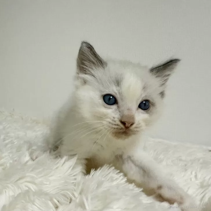 ID:2410-02929の子猫