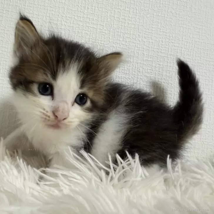 ID:2410-02930の子猫