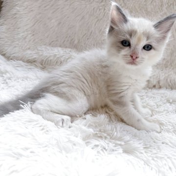 ラグドール【神奈川県・男の子・2025年8月15日・ブルーポイントバイカラー】の写真「おっとりマイペースな男の子です🎶」