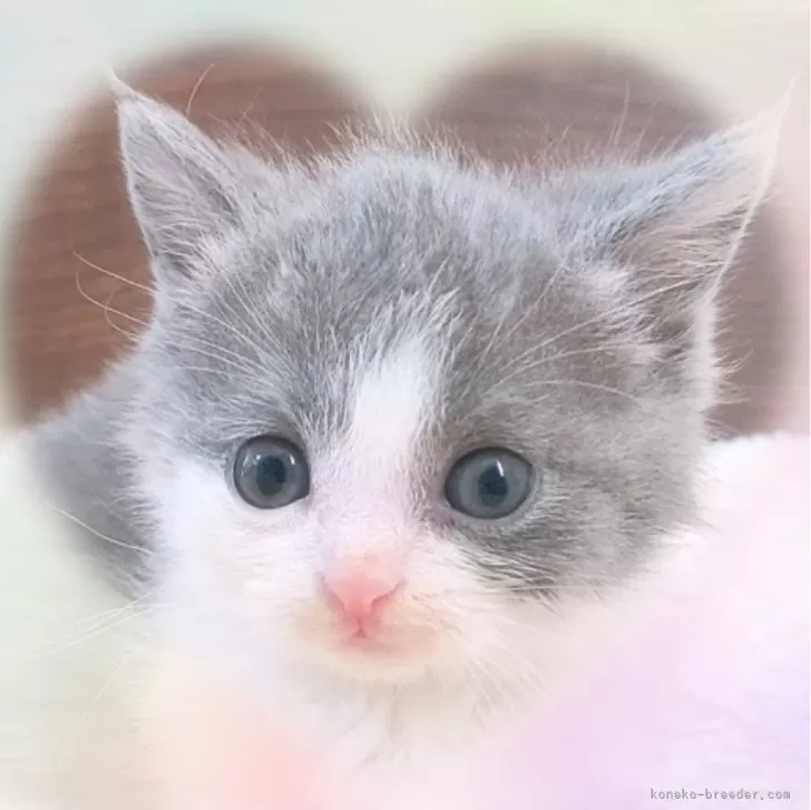 ID:2312-02682の子猫