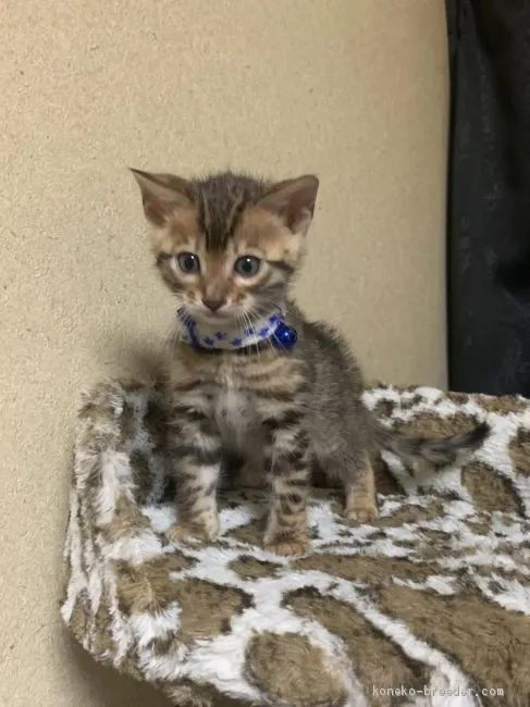 ID:2101-00781の子猫