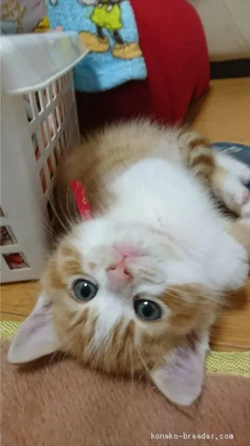 ID:2011-01925の子猫