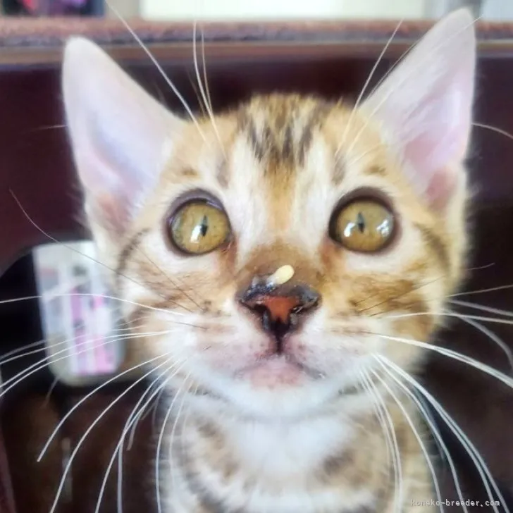 ID:2305-00780の子猫