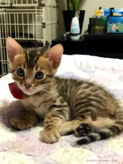 ID:2008-00981の子猫
