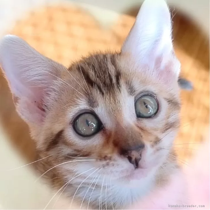 ID:2410-01322の子猫