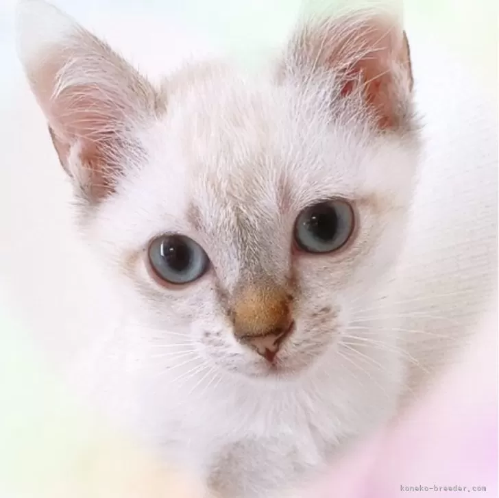 ID:2406-00520の子猫