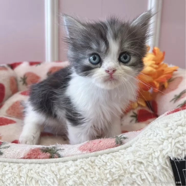 ID:2408-02943の子猫
