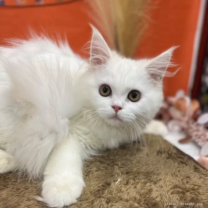 ID:2405-03535の子猫