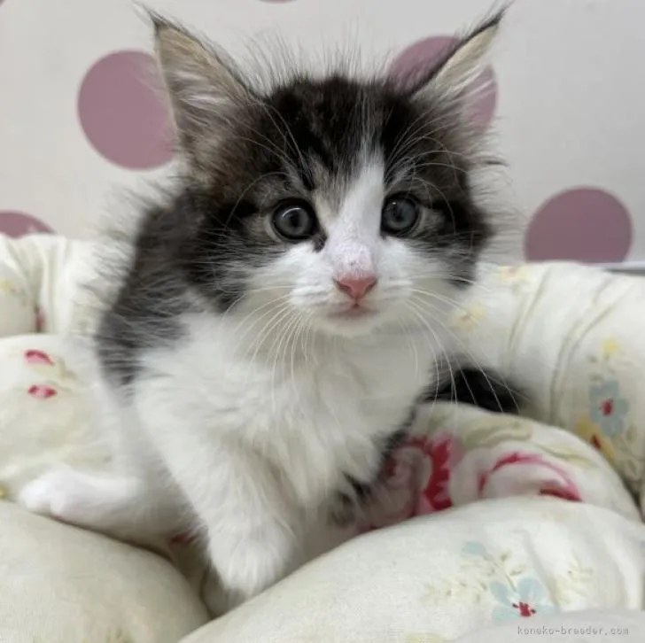 ID：2206-00811の子猫