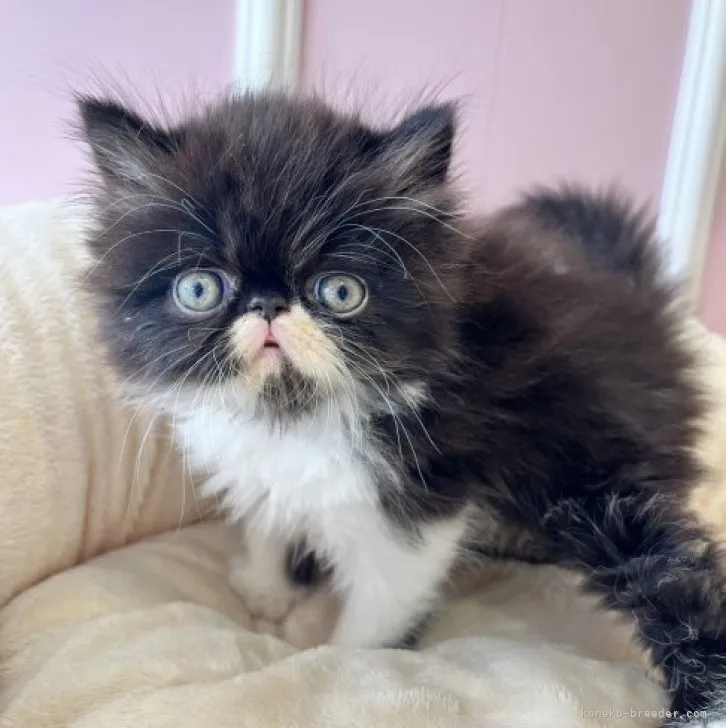 ID:2310-00381の子猫