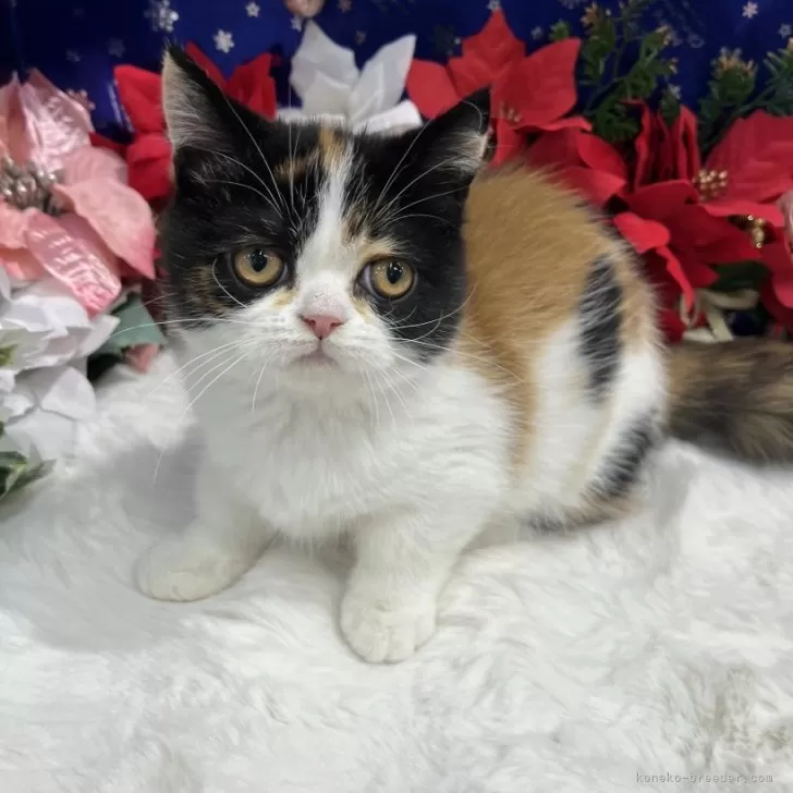 ID:2409-01076の子猫
