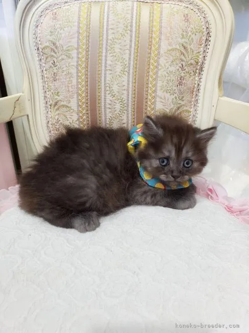 ID:2108-00305の子猫