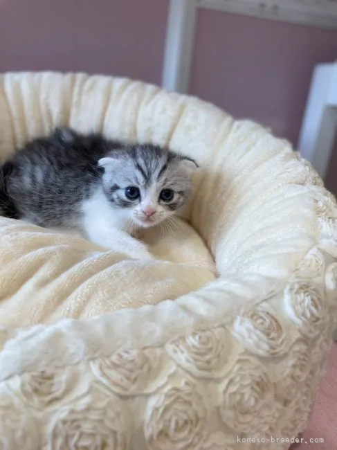 ID：2109-00937の子猫