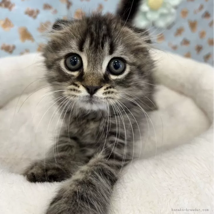 ID:2404-01447の子猫