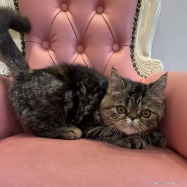ID:2210-03152の子猫