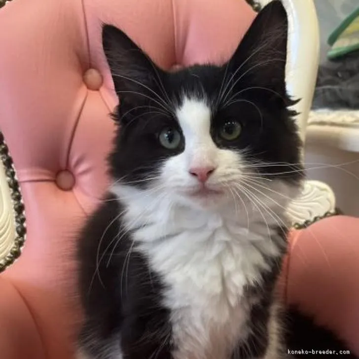 ID：2206-00809の子猫
