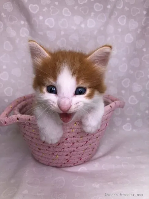 ID:2108-00308の子猫