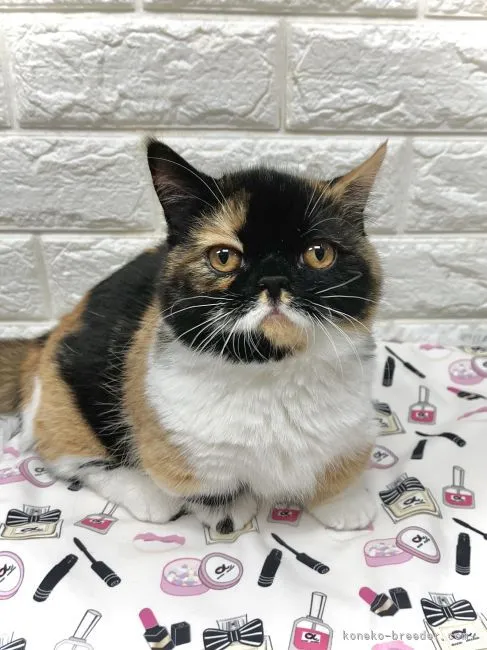 ID:2112-00796の子猫