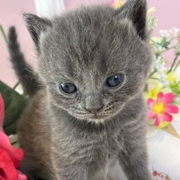 ブリティッシュショートヘア【広島県・男の子・2023年3月1日・ブルー】の写真「お母さんそっくり♪ブルーさん」