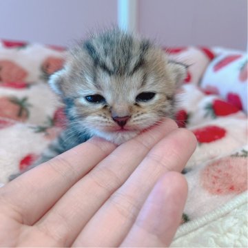 ミヌエット【広島県・女の子・2024年3月22日・ブラウンタビー】の写真「中足の丸顔かわいこちゃん、目元がお父さん♪」